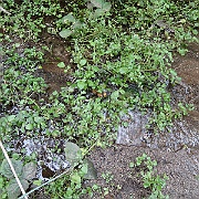 nasturtium officinale